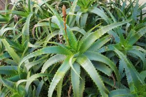 Aloe vera: proprietà e consigli per coltivarla in casa
